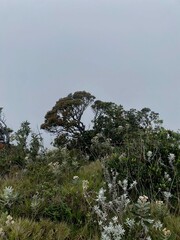 trees in the mountains