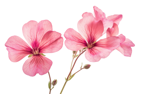 High-resolution geranium flower cluster isolated on transparent background — seamless botanical cut-out perfect for floral overlays, wedding invitations and scrapbooking accents - Powered by Adobe