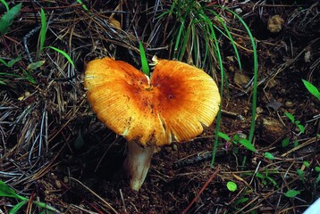 Close-up of Russula formosa mushroom growing on forest floor in Korea. Considered inedible due to potential gastrointestinal irritation and mild toxicity.