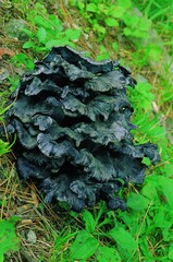 Close-up of Black Trumpet edible mushroom (Craterellus cornucopioides) growing in Korean forest. Highly prized culinary mushroom with rich flavor when cooked.