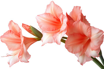 Vibrant Gladiolus flower stem isolated on transparent background — high-resolution PNG cutout perfect for seamless floral overlays, wedding invitations, scrapbooking, and botanical design projects