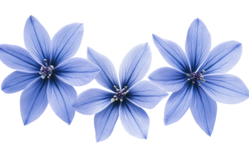 Glory-of-the-Snow blossom cluster isolated on transparent PNG background, high-resolution botanical cutout ideal for spring greeting cards, wedding invitations, scrapbooking and elegant floral graphic