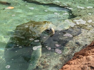 Fototapeta premium Sea turtle peeking out of the water.