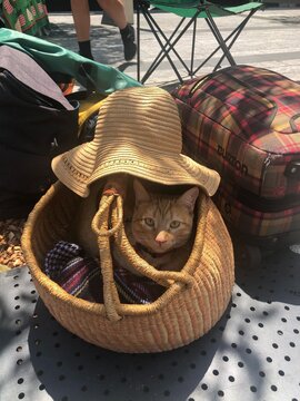 Oyen