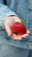 Strawberry in human hands.