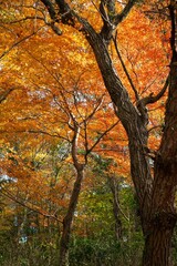 光に照らされて美しい紅葉