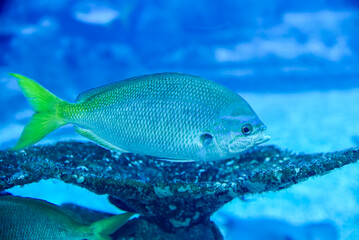 Caesio cuning, also known as redbelly yellowtail fusilier, yellowtail fusilier, red bellied...
