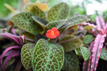 Red flower and green leaves of Episcia plant, also known as flame violet, in close view. Vibrant...