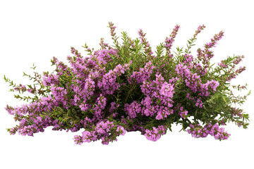 High-resolution heather flower blossom cluster isolated on transparent PNG background for seamless cutout floral accents, elegant botanical designs, wedding invitations and scrapbook overlays