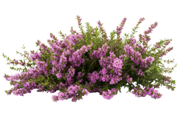 High-resolution heather flower blossom cluster isolated on transparent PNG background for seamless cutout floral accents, elegant botanical designs, wedding invitations and scrapbook overlays