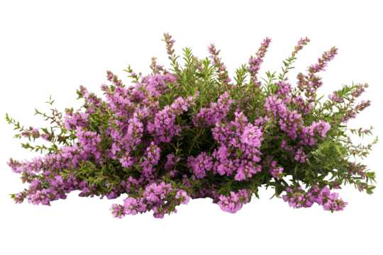 High-resolution heather flower blossom cluster isolated on transparent PNG background for seamless cutout floral accents, elegant botanical designs, wedding invitations and scrapbook overlays