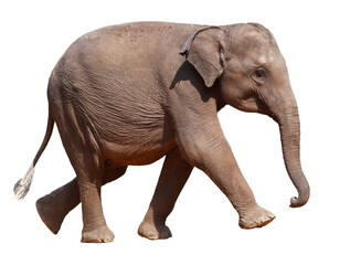 Obraz premium A baby elephant walks across a white background