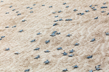 The turtles hatch from their eggs and crawl along the sand towards the ocean