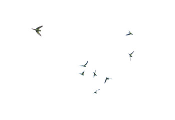 A flock of birds flying in a V formation