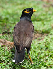 A bird with a yellow beak stands on a green grassy field