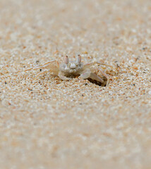 A small crab is sitting in the sand