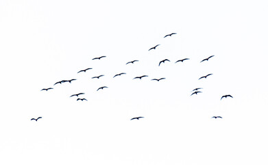 A flock of birds flying in the sky isolated on a white background.