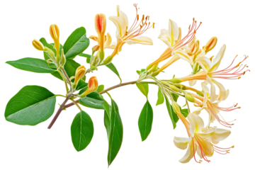 High-resolution honeysuckle blossom vine cluster isolated on transparent PNG background, seamless cutout perfect for elegant floral overlays, wedding invitation designs, digital scrapbooking accents