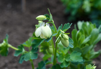 White Aquilegia flabellata nana alba flower and bud in soft light, showing delicate petals and fresh green background.