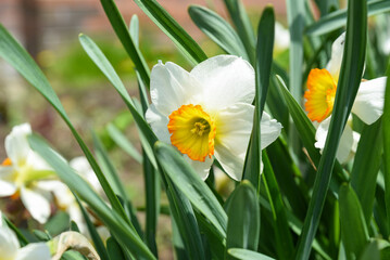 Fototapeta premium Cluster of Flower Record daffodils photographed from the side at close range. The sunlight highlights the vivid hues of the flowers.