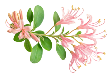 High-resolution honeysuckle blossom vine cluster isolated on transparent PNG background, seamless cutout perfect for elegant floral overlays, wedding invitation designs, digital scrapbooking accents