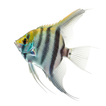 Scalaire isol&eacute; sur un fond blanc
