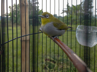 A Common White-eye or Pleci (Zosterops palpebrosus) sits quietly inside its cage, showing its white...
