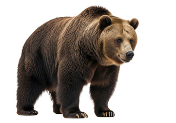 ours brun isolé sur un fond blanc