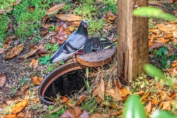 A pigeon stands by an open drain cover in a park, surrounded by fallen leaves and grass. The bird looks alert, while nature and urban elements combine in the scene