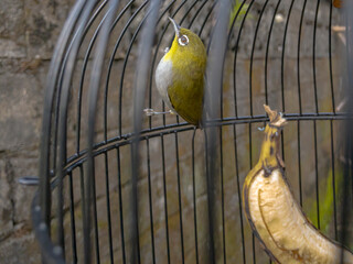 A Common White-eye or Pleci (Zosterops palpebrosus) sits quietly inside its cage, showing its white...