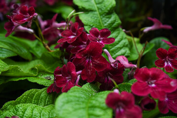 Pink fuchsia Streptocarpus in bloom, delicate velvety petals and lush green leaves, a striking...