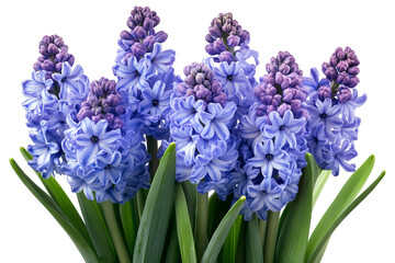 High-resolution hyacinth blossom cluster isolated on transparent background PNG cut-out &mdash; vibrant spring botanical element for seamless floral overlays, wedding invitations and scrapbooking