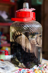 Close-up of a medicinal liquor fermented with bear paws. Laos.
