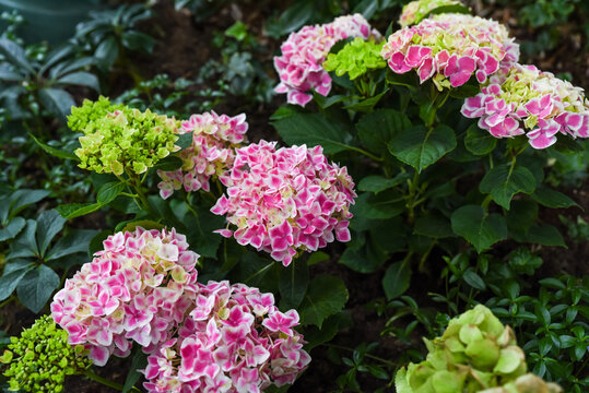 Pink Hydrangea macrophylla Peppermint bush in bloom in garden, known as Bigleaf or French Hydrangea. Ornamental plant, Hydrangeaceae family.