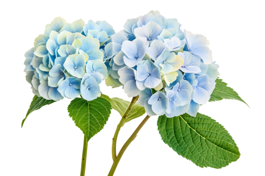High-resolution hydrangea bloom cluster isolated on transparent background — seamless PNG cut-out botanical clipart ideal for wedding invitations, scrapbooking overlays, and elegant digital floral