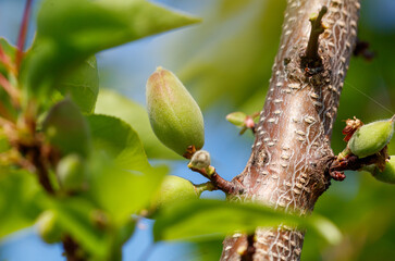 A tree branch with a green fruit on it