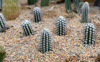 Young Pilosocereus gounellei cacti growing on gravel soil in a dry desert garden. Columnar stems with white areoles and long sharp spines.