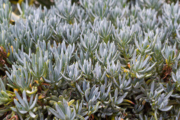 Senecio mandraliscae shows slender blue green leaves, forming a dense succulent carpet under bright...