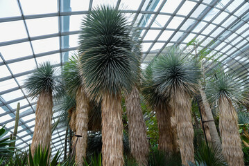Tall Yucca rostrata plants growing in a greenhouse with a glass roof, showcasing their dense spiky...