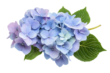 High-resolution hydrangea bloom cluster isolated on transparent background — seamless PNG cut-out botanical clipart ideal for wedding invitations, scrapbooking overlays, and elegant digital floral
