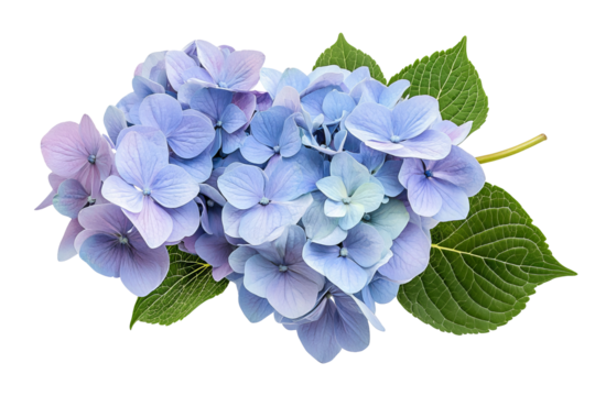 High-resolution hydrangea bloom cluster isolated on transparent background — seamless PNG cut-out botanical clipart ideal for wedding invitations, scrapbooking overlays, and elegant digital floral