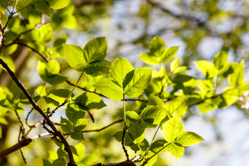A tree with green leaves is in the sunlight