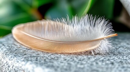 Delicate Feather on Stone