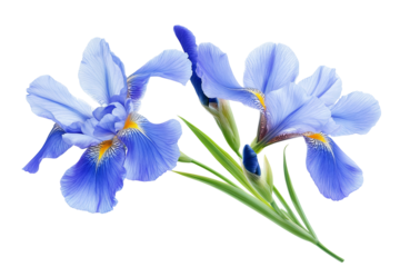 High-resolution purple iris blossom cluster isolated on transparent PNG background — seamless botanical cutout ideal for floral overlays, wedding invitations, digital scrapbooking, and elegant design