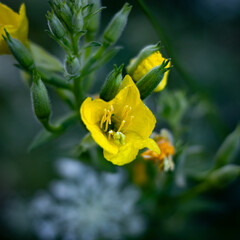 yellow common evening primrose flower