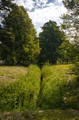 Park with beautiful large trees and an overgrown small stream bed. Green park with large trees under a dramatic sky with clouds. Park without people on a summer day.