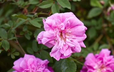 Detail of a large pink flower of a rose bush. Flower of a wrinkled rose. Beautiful flower of a decorative plant grown in parks and gardens. Romantic flower.