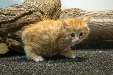 Cute ginger kitten sitting on a piece of wood and looking at camera