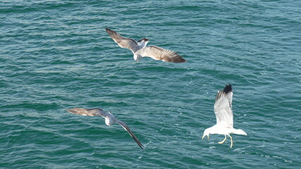 Seagulls Ocean Flight Fishing: Coastal birds foraging open waters, dynamic aerial hunting.