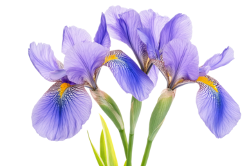 High-resolution purple iris blossom cluster isolated on transparent PNG background — seamless botanical cutout ideal for floral overlays, wedding invitations, digital scrapbooking, and elegant design